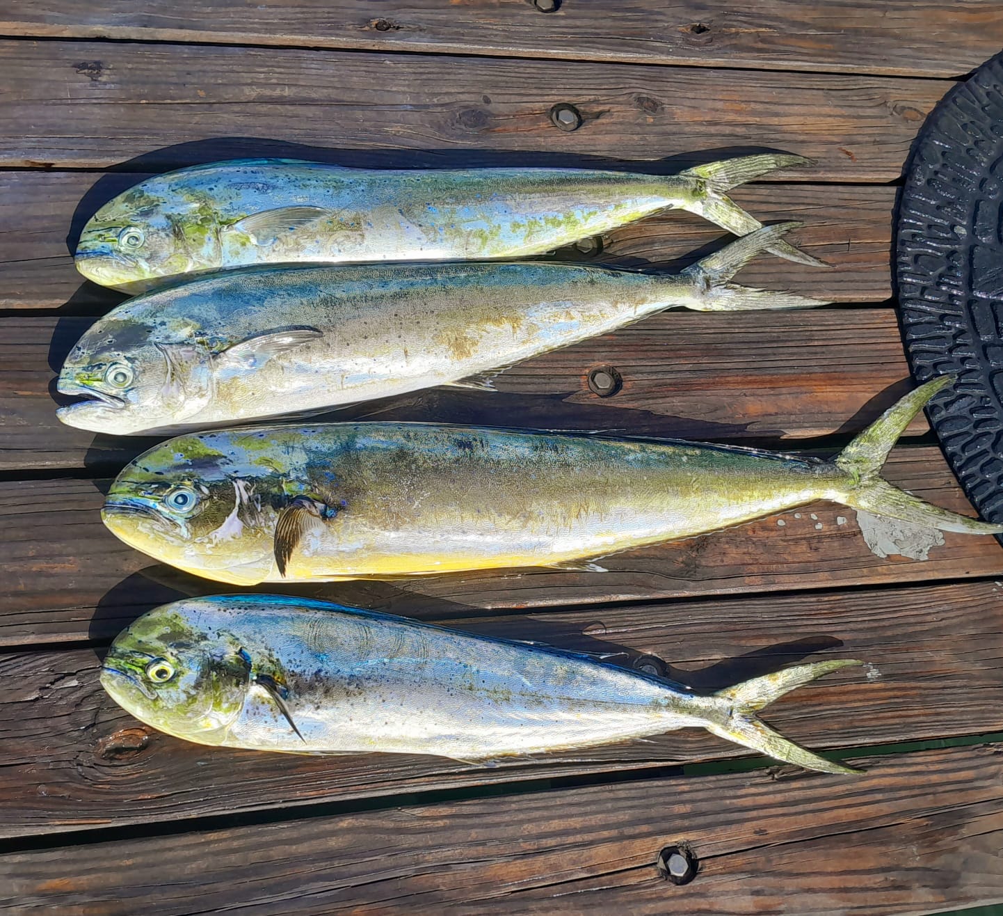 Carla Fishing Charters Aruba