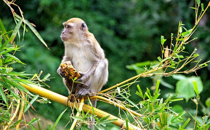 Sumatra Joint Trekking