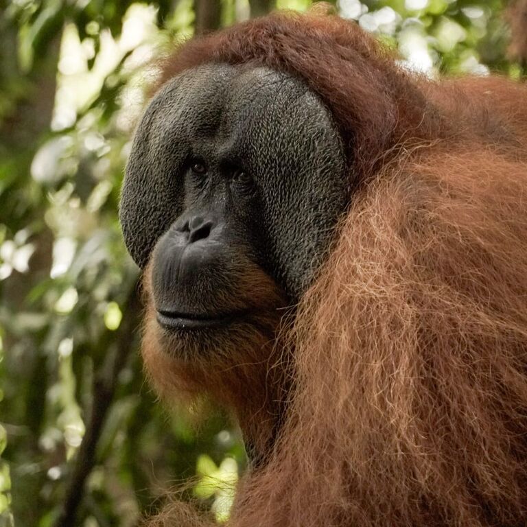 Sumatra Joint Trekking