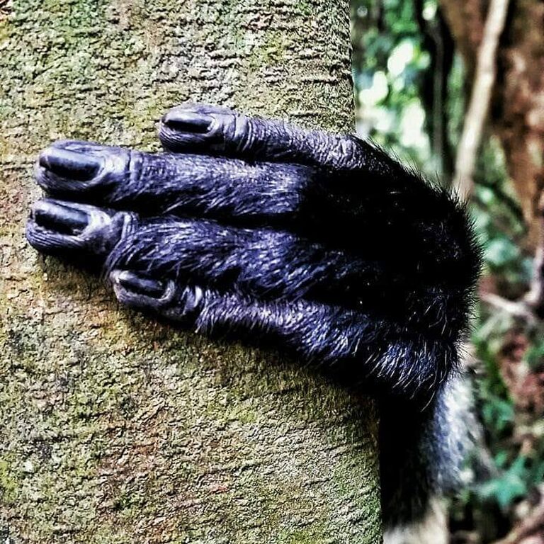 Sumatra Joint Trekking