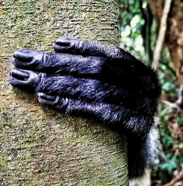 Sumatra Joint Trekking