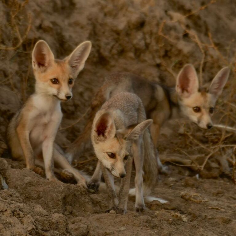 Kutch safari tours