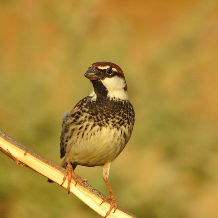 Kutch safari tours