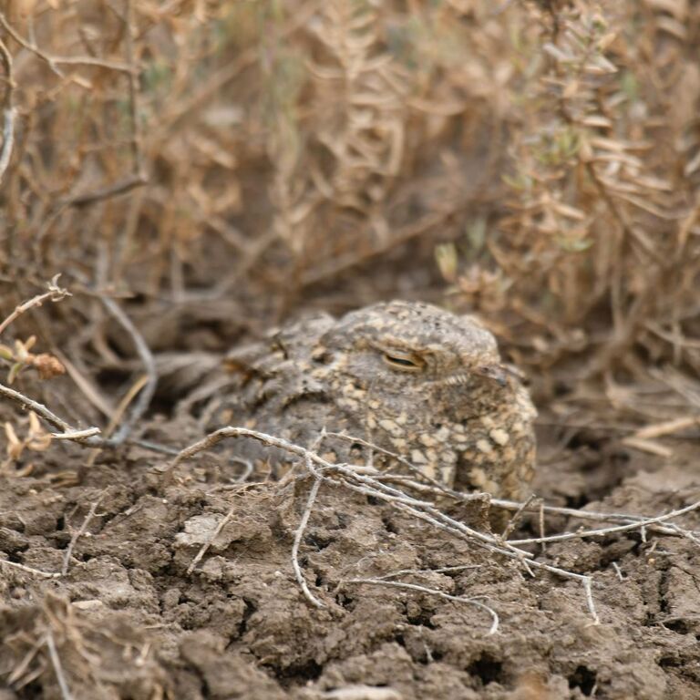 Kutch safari tours