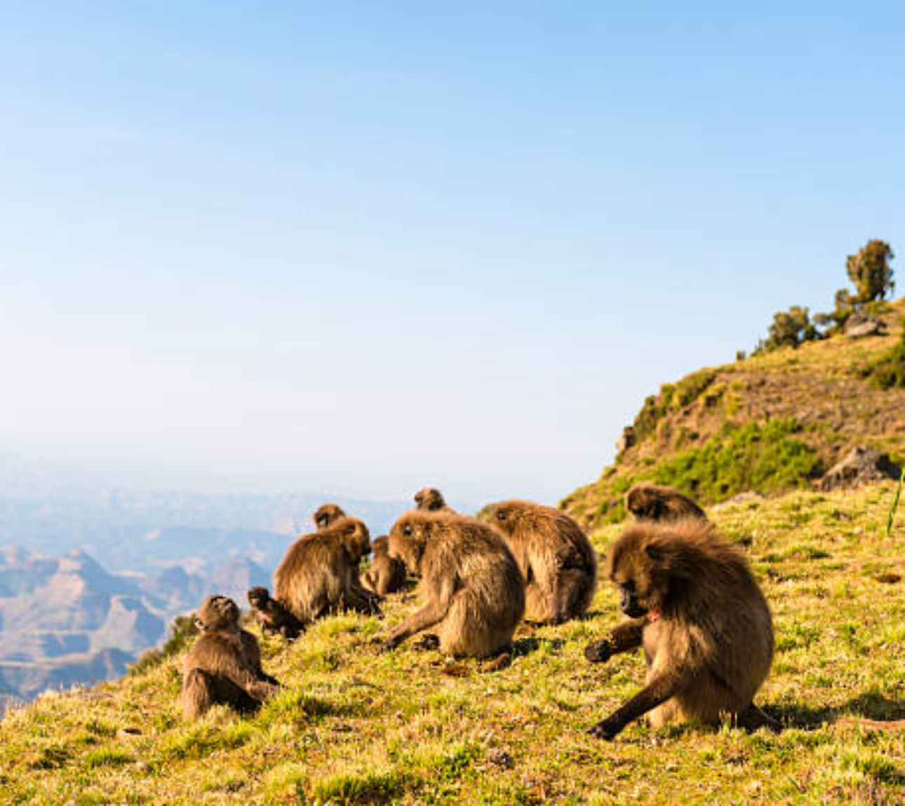 4-Day Simien Mountains Trekk