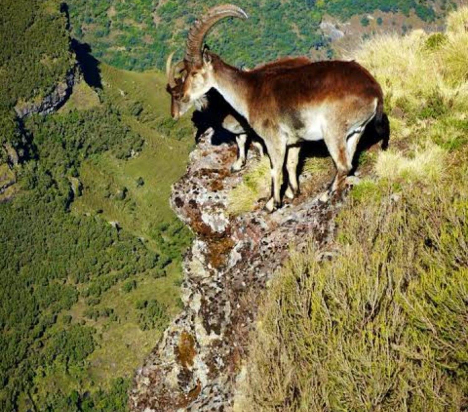 4-Day Simien Mountains Trekk