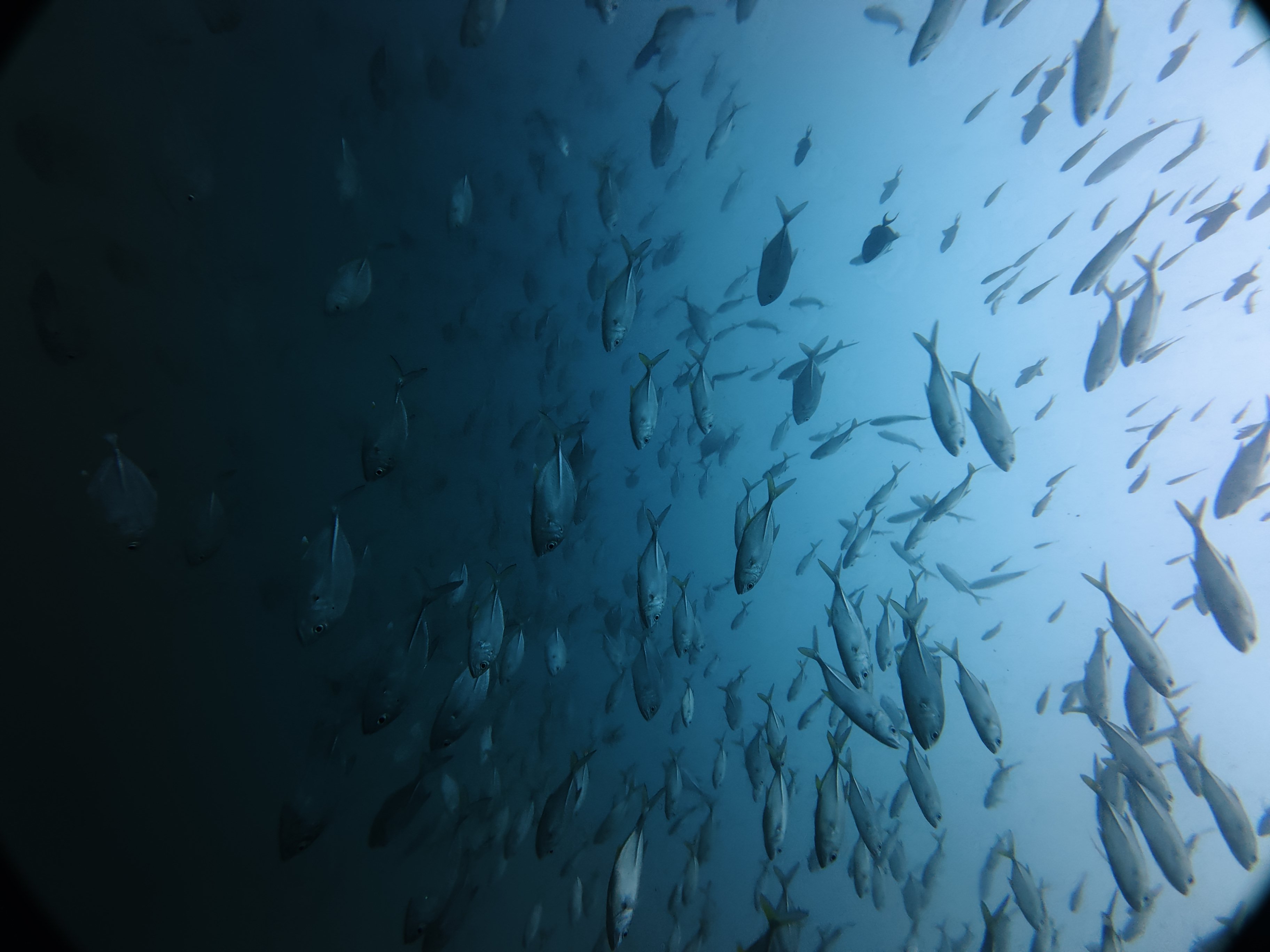 SEAHORSE SCUBA DIVE CENTER