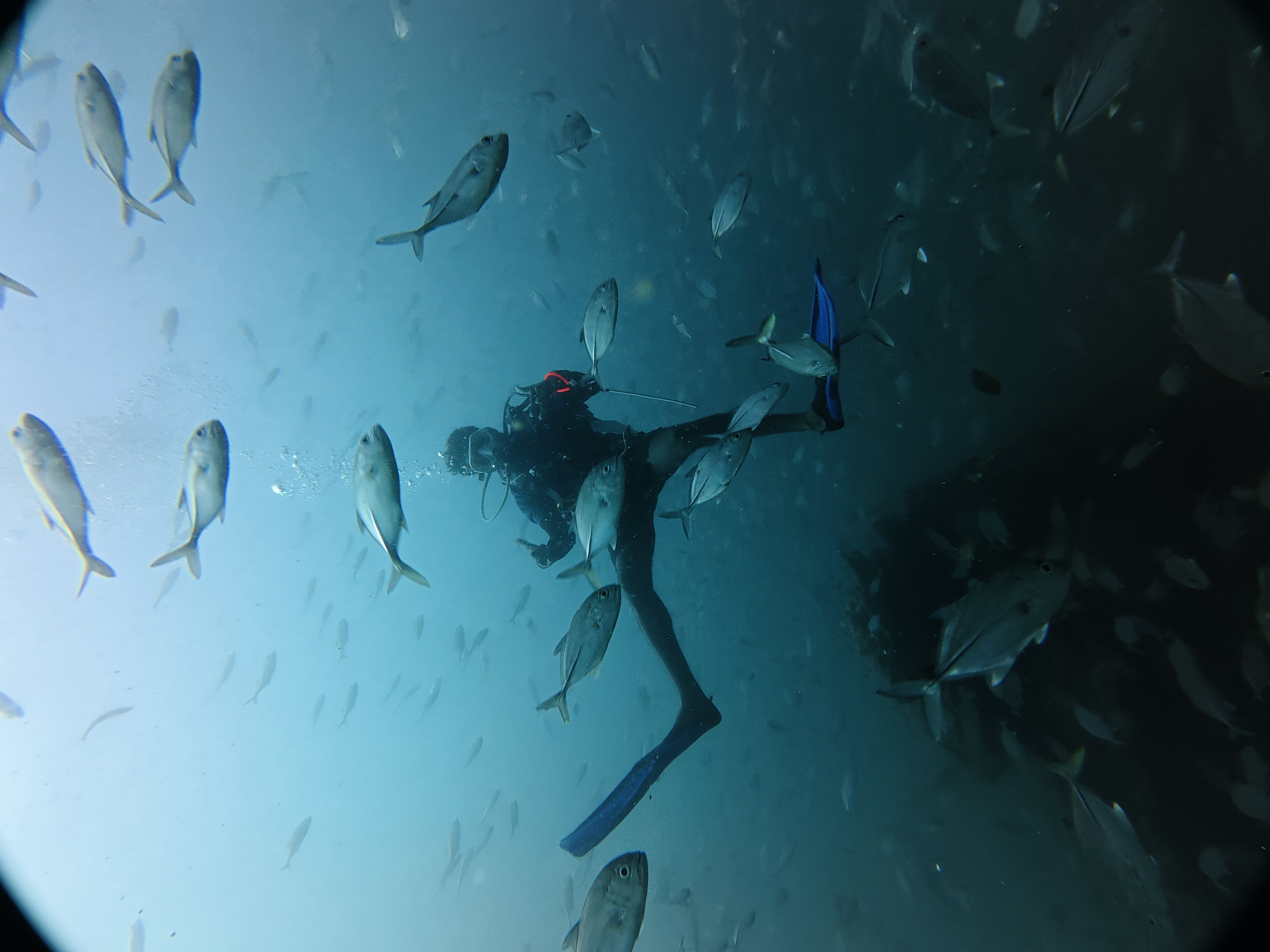 SEAHORSE SCUBA DIVE CENTER