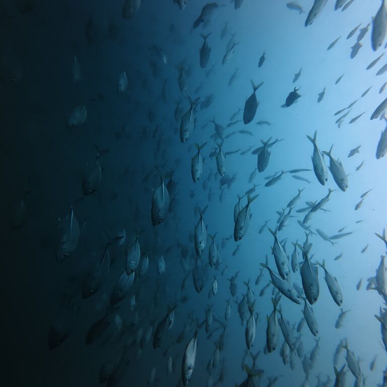 SEAHORSE SCUBA DIVE CENTER