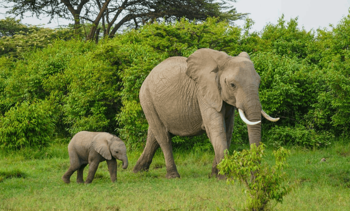 HOUSE OF NATURE SAFARIS