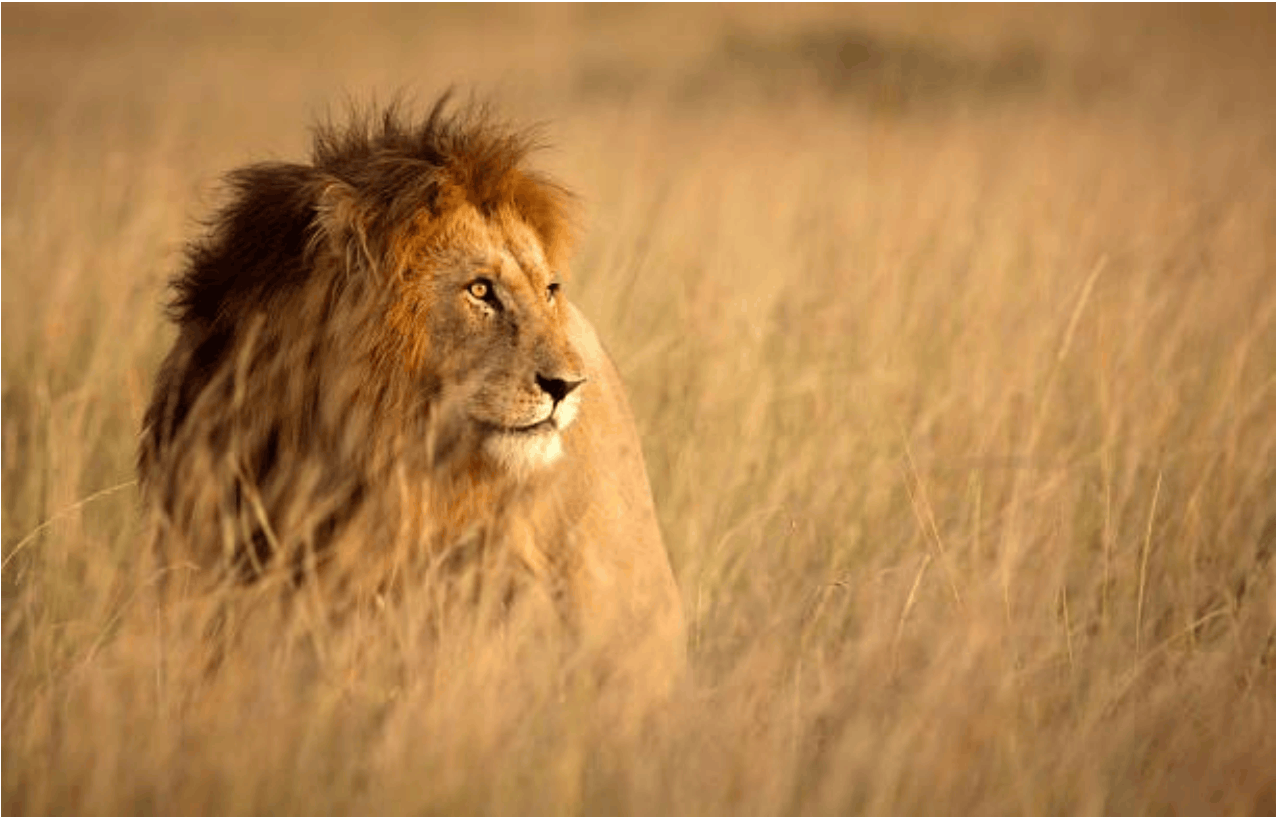 HOUSE OF NATURE SAFARIS