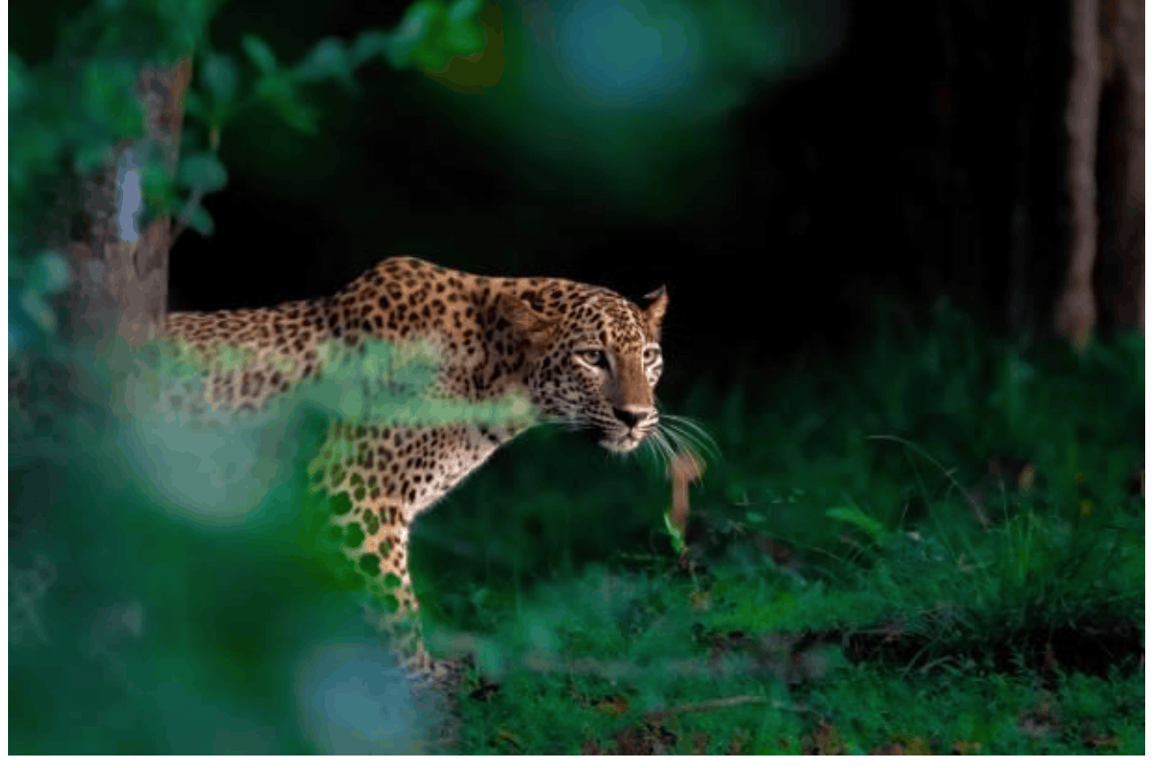 HOUSE OF NATURE SAFARIS