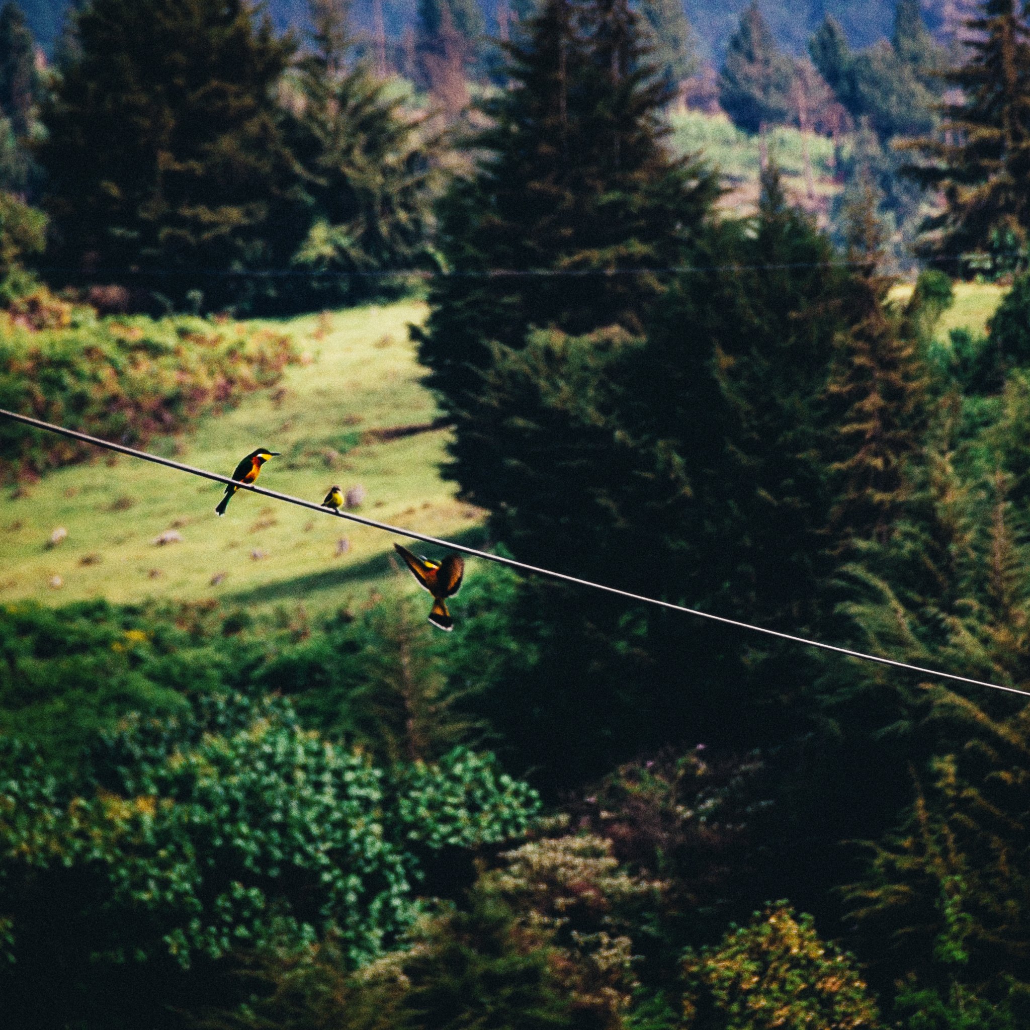 The Forest Adventure Centre an