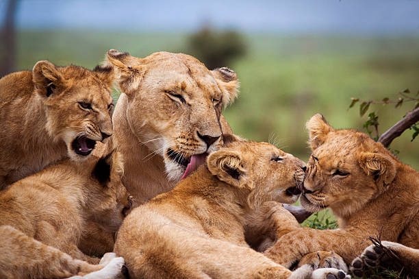 aslan Adventure Tours & Travel