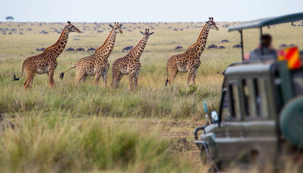 aslan Adventure Tours & Travel