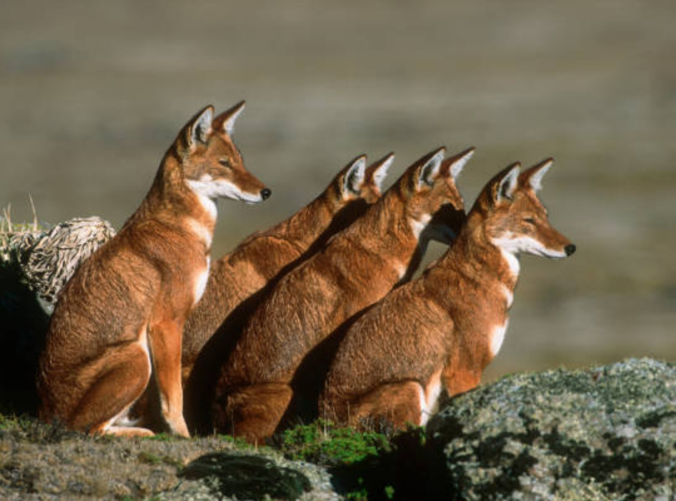 4 Day Bale Mountain tour