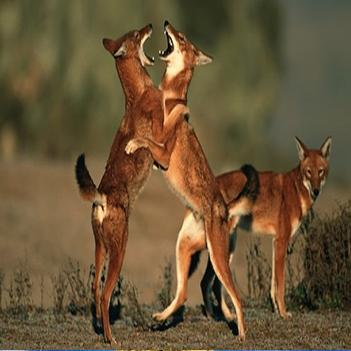 4 Day Bale Mountain tour