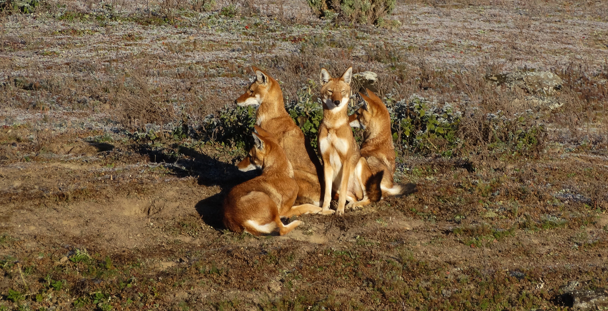 4 Day Bale Mountain tour