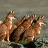 4 Day Bale Mountain tour