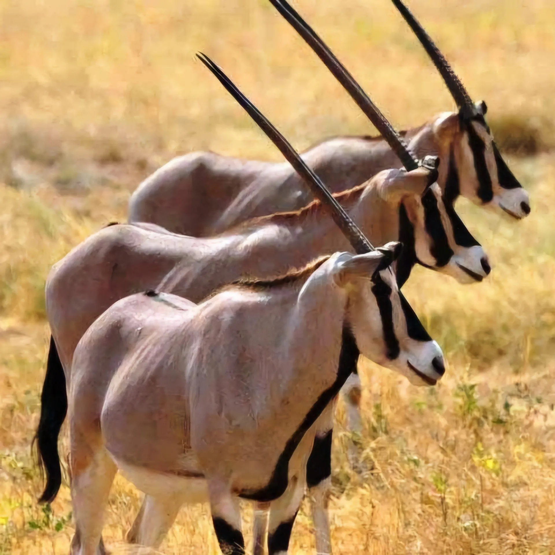 3 Day Awash National Park tour