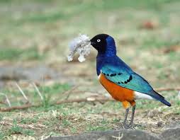 3 Day Awash National Park tour