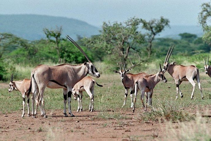 3 Day Awash National Park tour