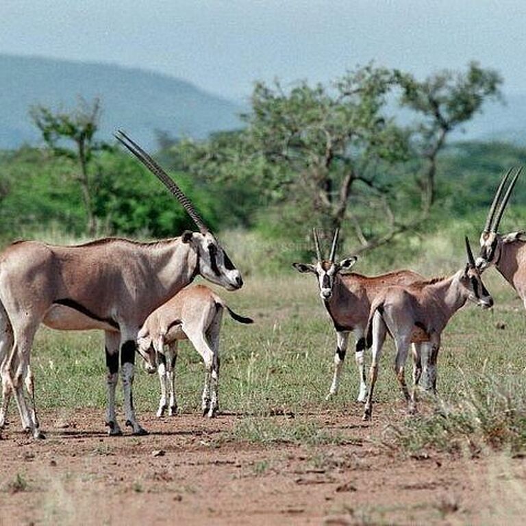 3 Day Awash National Park tour