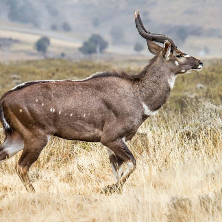 3 Day Awash National Park tour