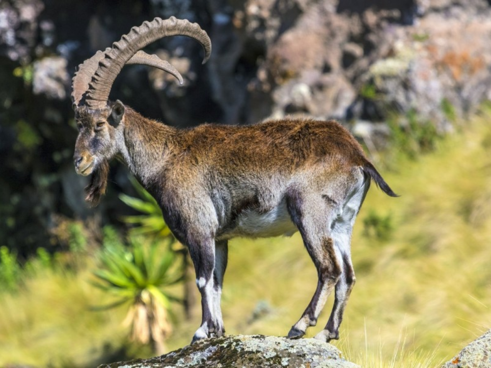 9 Day Northern Ethiopia tour