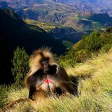 15-Day North and South Ethiopi