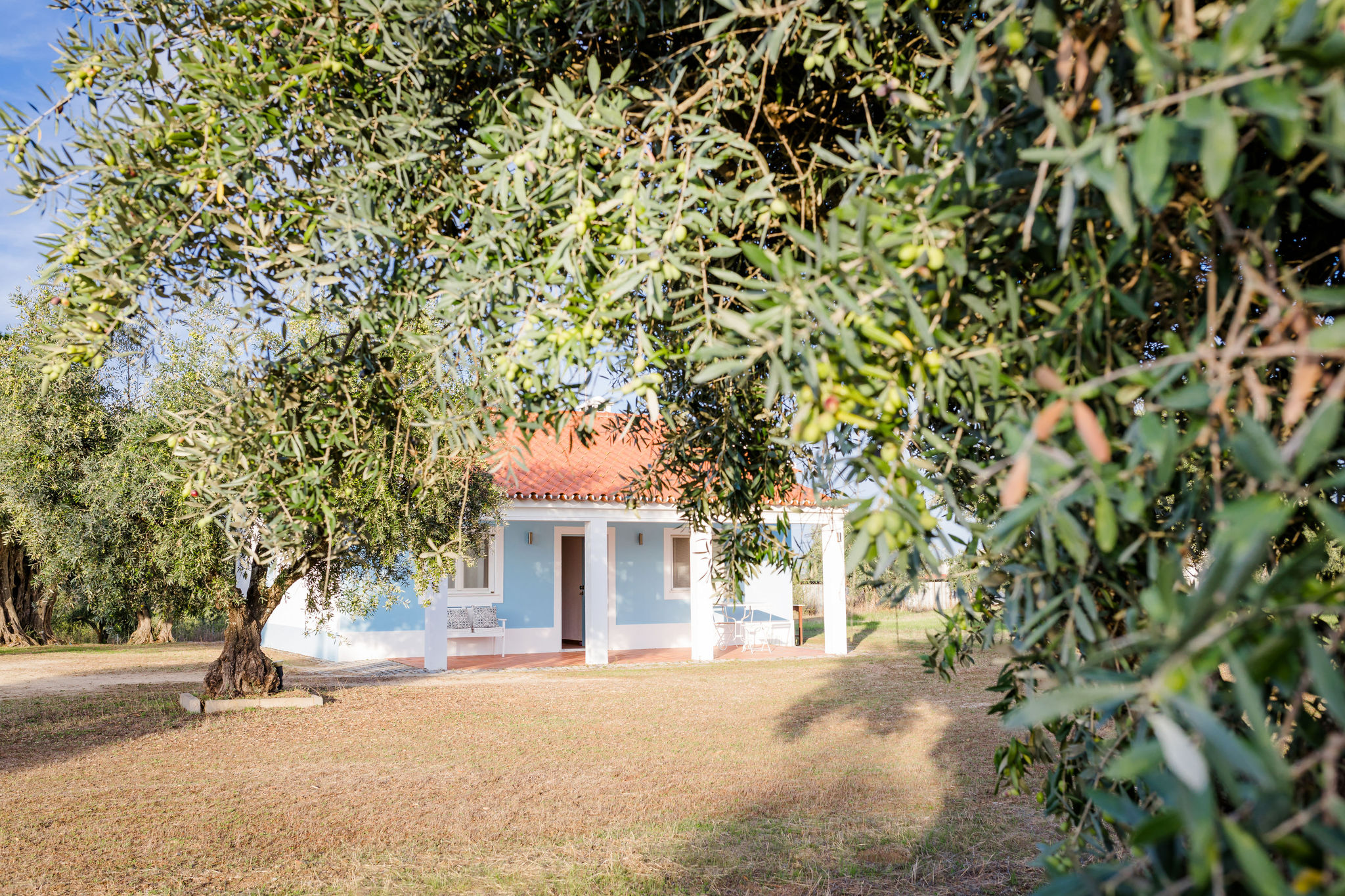 Amor é Cego olive oil