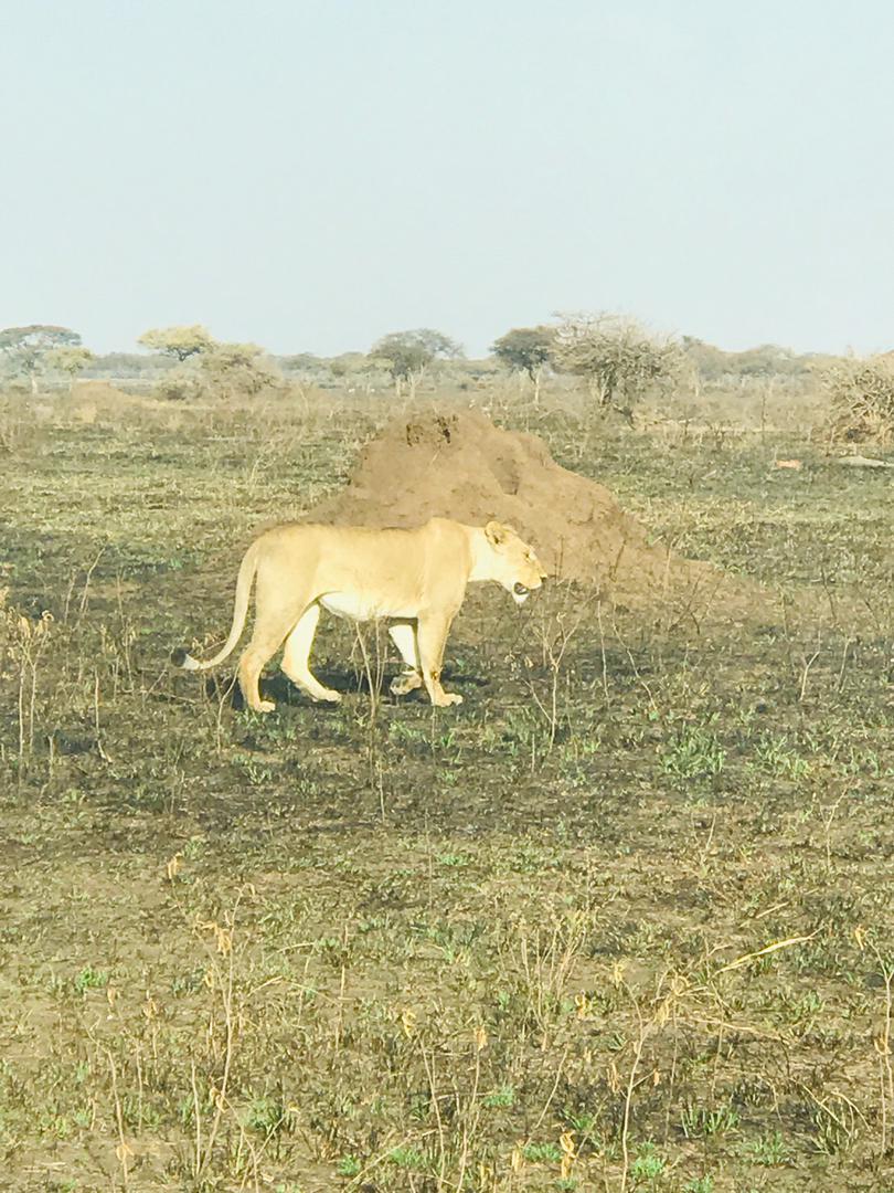 Ayad Safari Connect