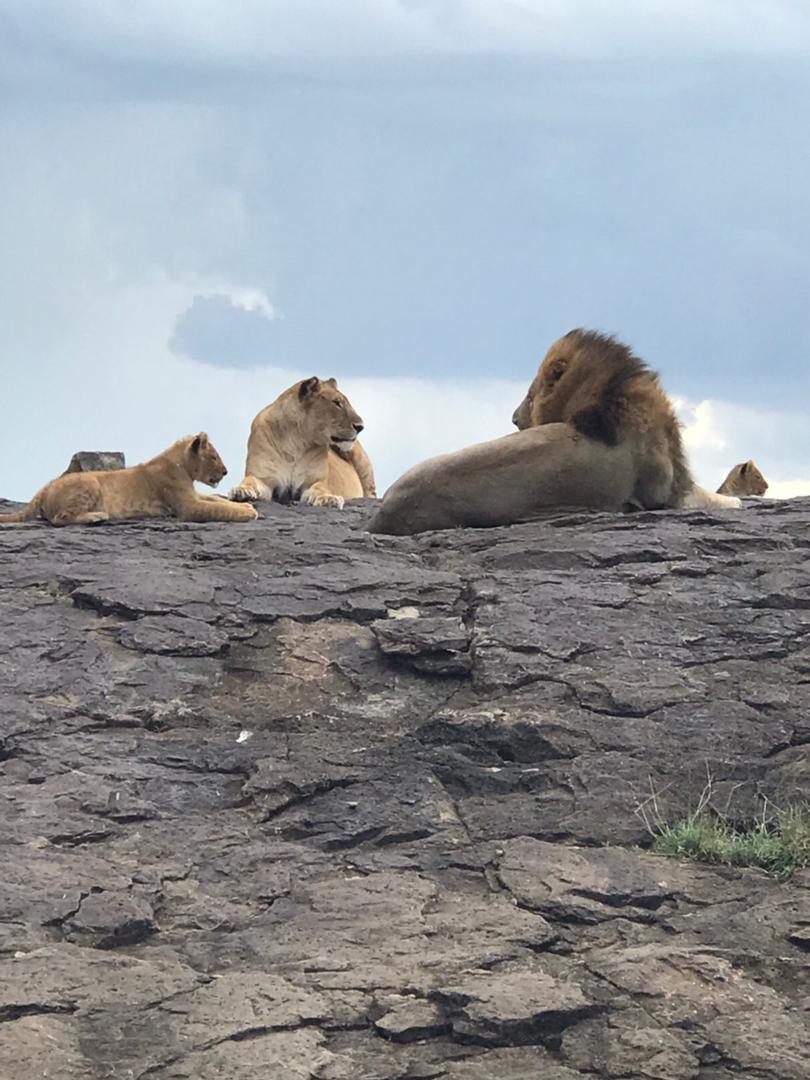 Ayad Safari Connect