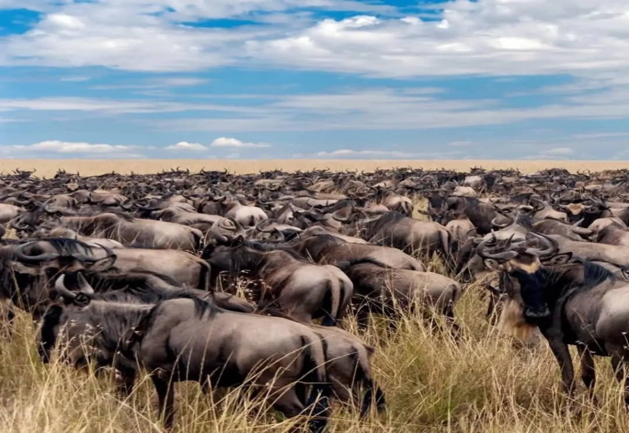 CIVET ADVENTURE SAFARI