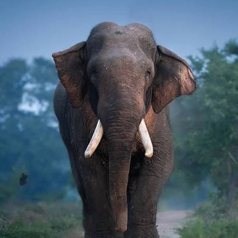 Elephant Safari