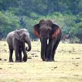 Elephant Safari