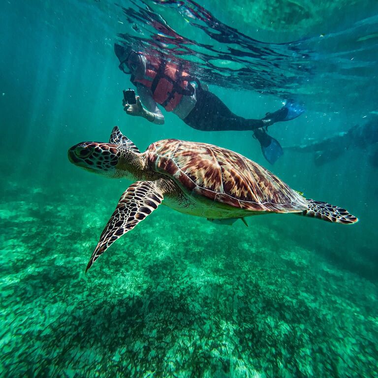 Snorkeling Riviera Maya