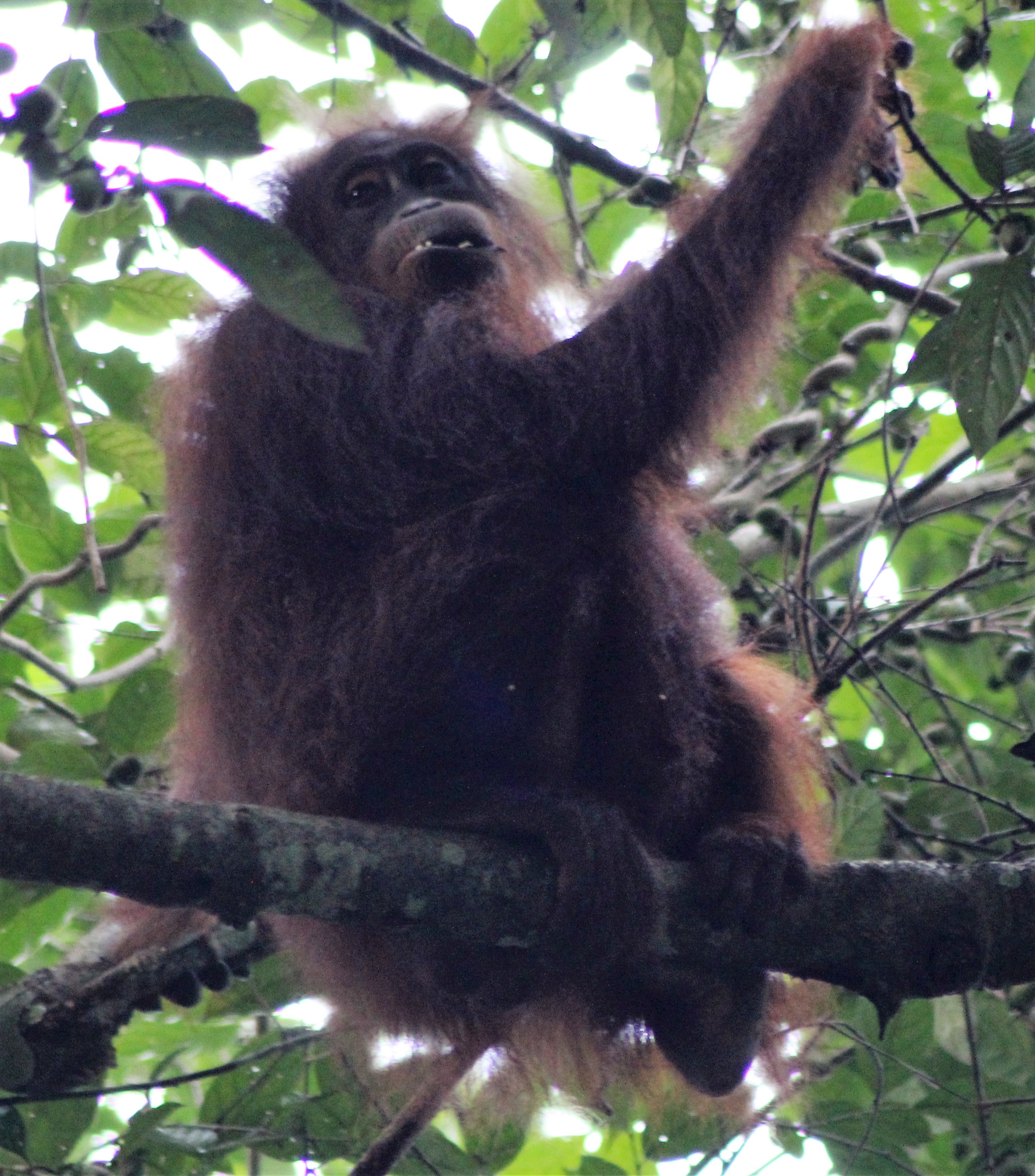 Tanjung Bulat Jungle Camp
