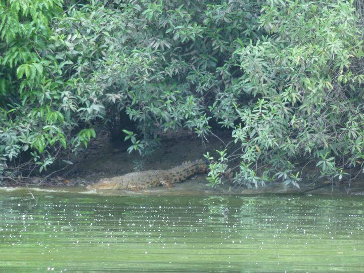 Tanjung Bulat Jungle Camp