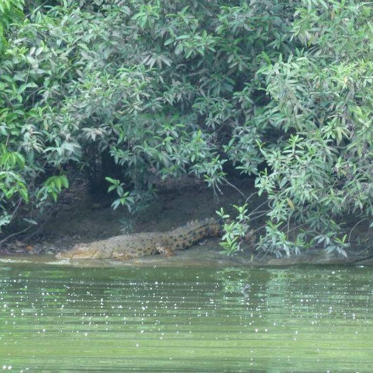 Tanjung Bulat Jungle Camp