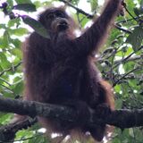 Tanjung Bulat Jungle Camp