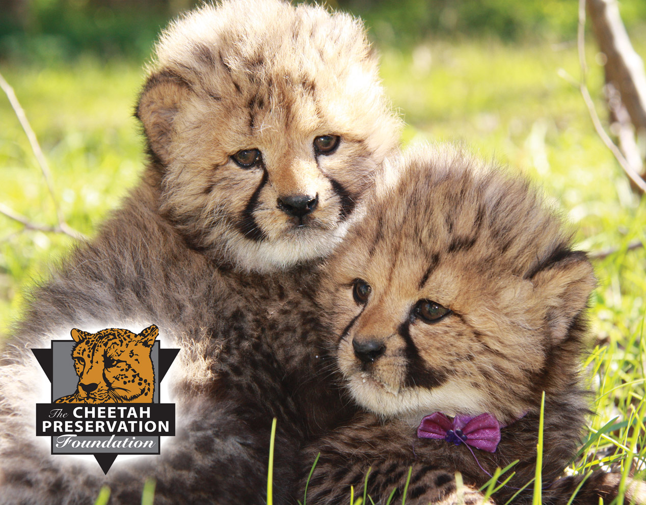 Cango Wildlife Ranch