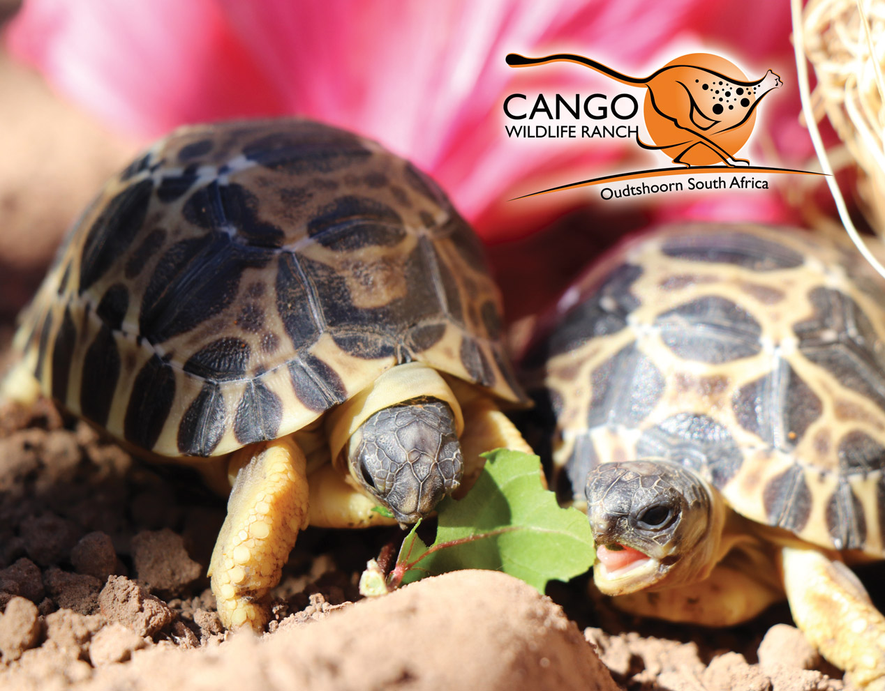 Cango Wildlife Ranch