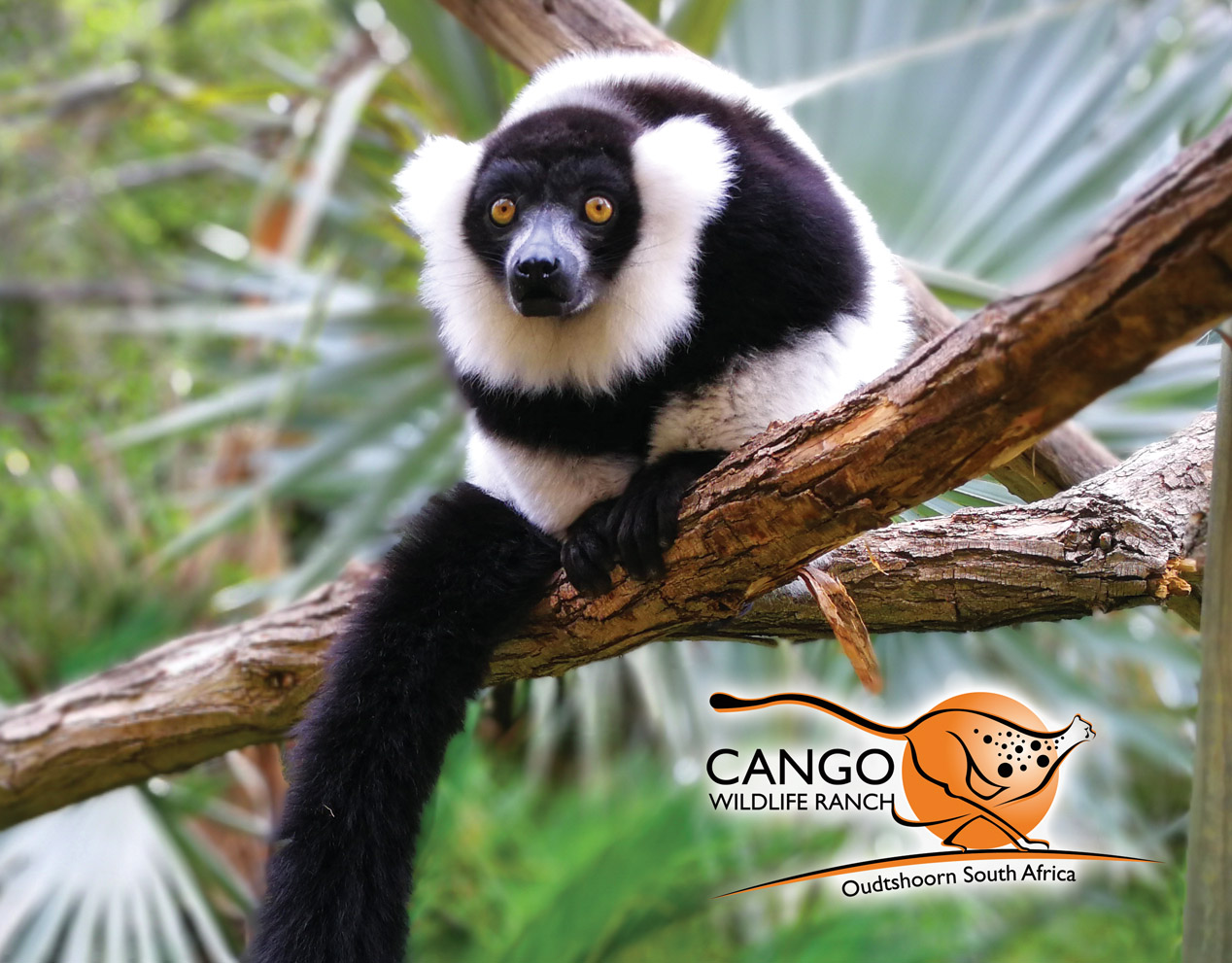 Cango Wildlife Ranch