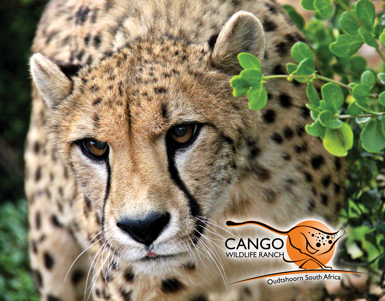 Cango Wildlife Ranch