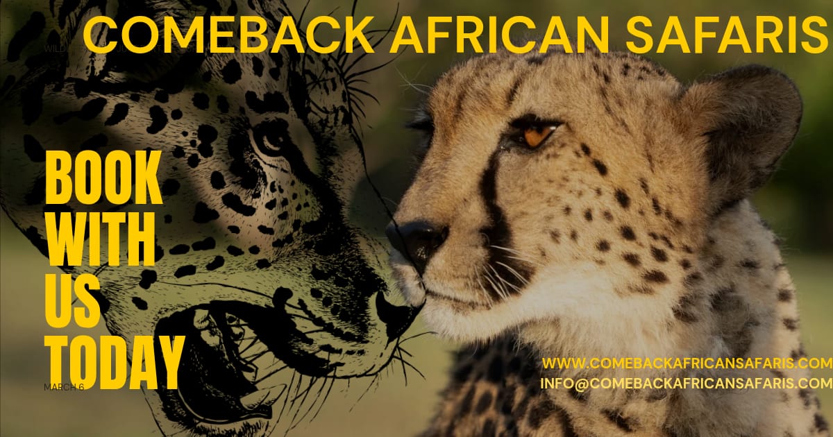 COMEBACK AFRICAN SAFARIS
