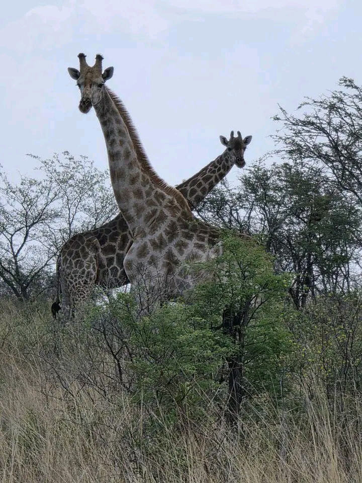 pic