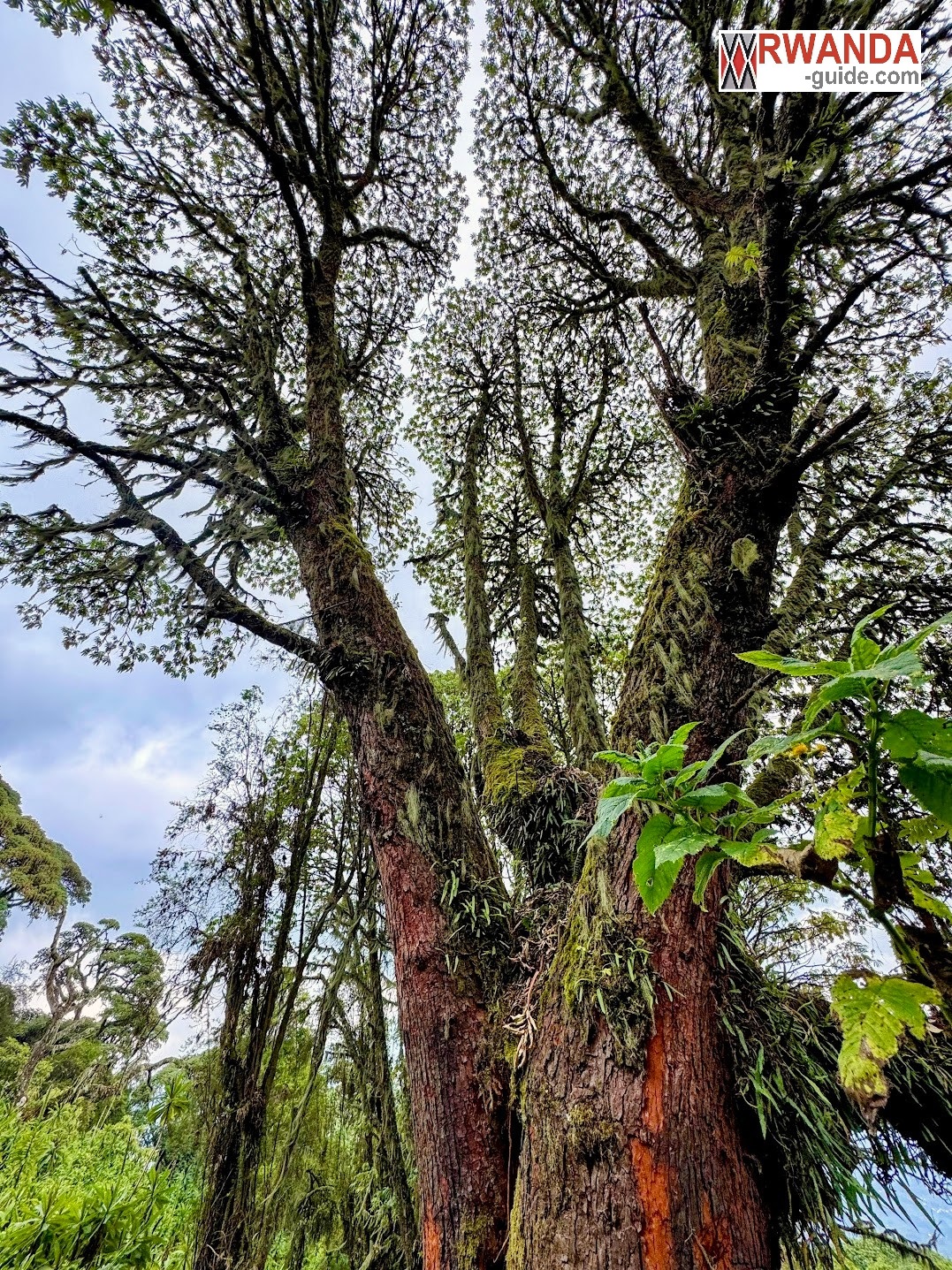 Rwanda Guide