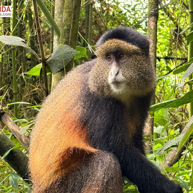 Rwanda Guide