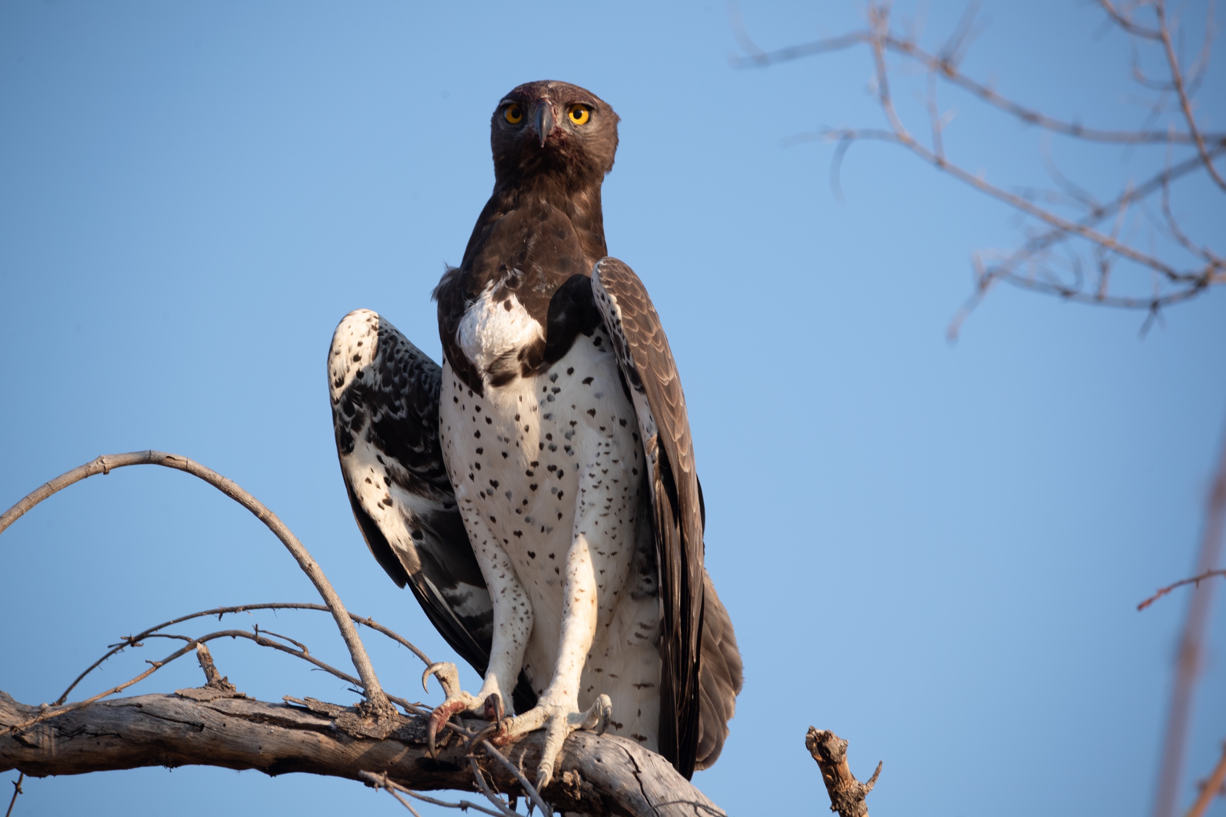 Africa Miles Safari Compan Ltd